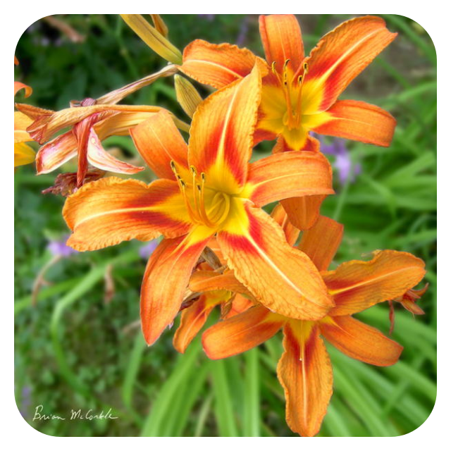 (image for) Fadings Days